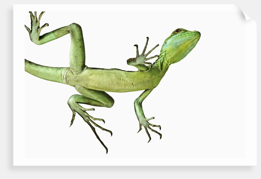 Double-Crested Basilisk by Anonymous
