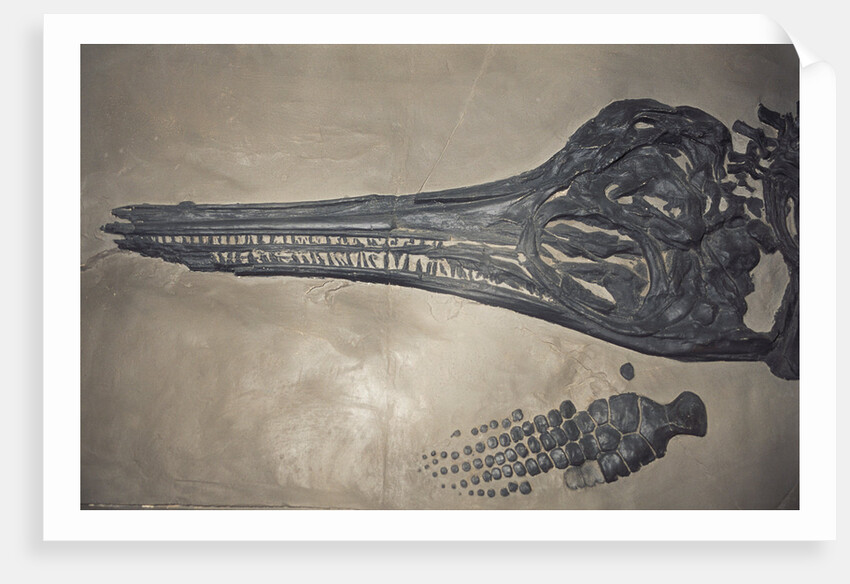 Head of a Jurassic Icthyosaur Fossil by Anonymous