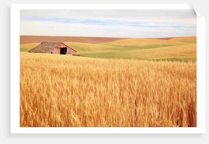 Sprawling Wheat Field by Anonymous
