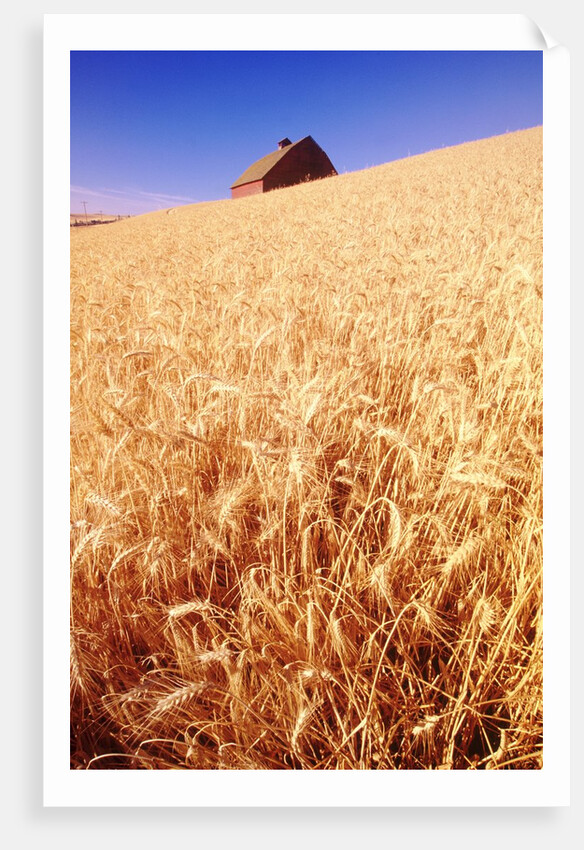 Wheat Field by Anonymous