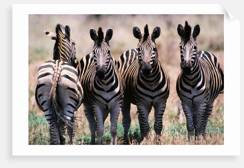 Herd of Zebras by Anonymous