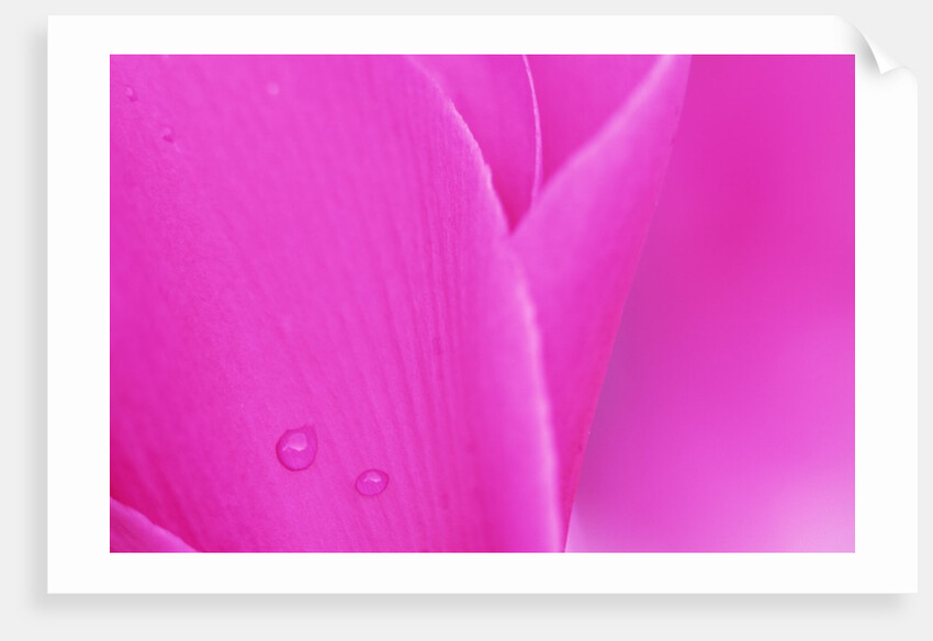 Pink Cyclamen Flower Petals by Anonymous