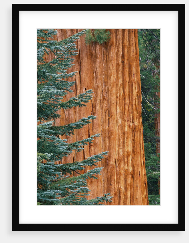 Evergreen and Sequoia Tree Trunk by Anonymous