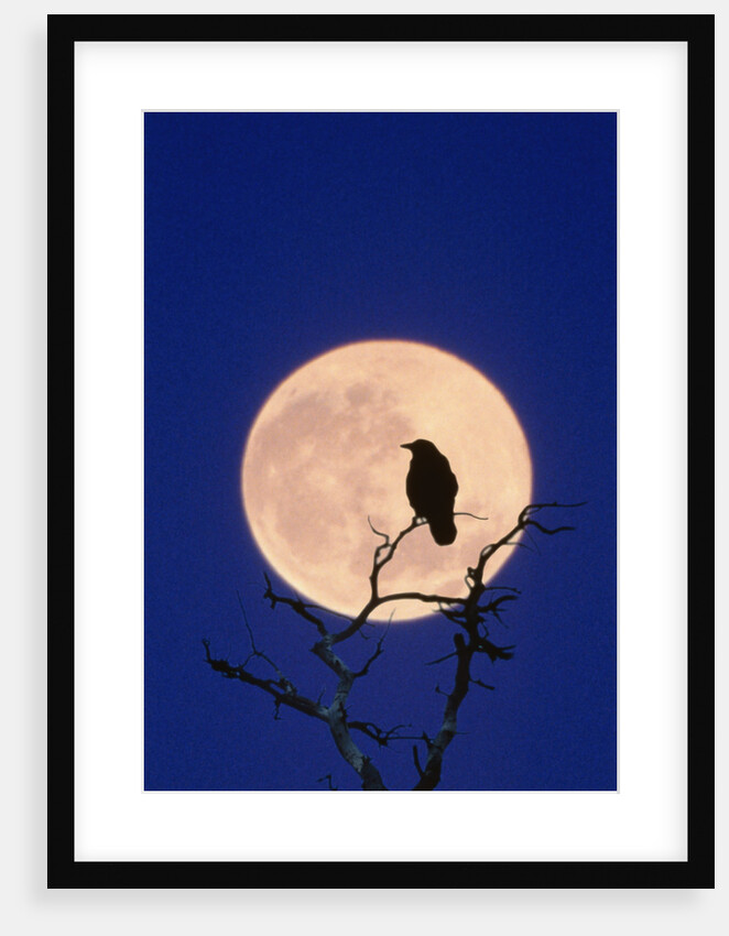 Full Moon over Raven in Tree by Anonymous