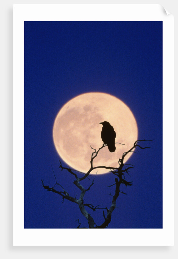 Full Moon over Raven in Tree by Anonymous