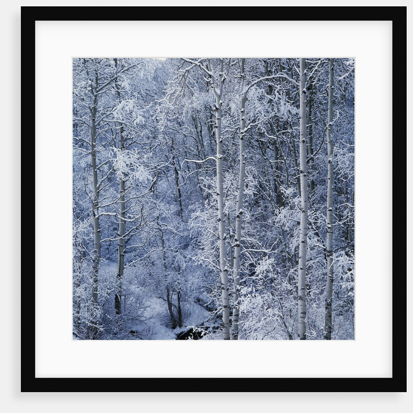 Snow on Aspen Trees in Forest by Anonymous