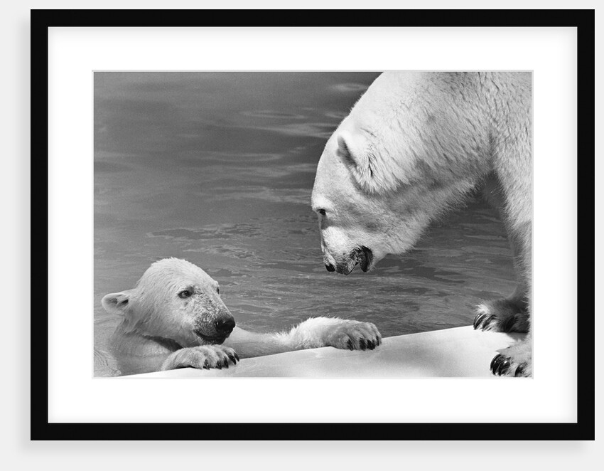 Polar Bears Looking at Each Other by Anonymous