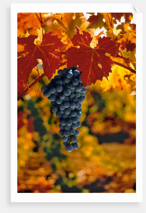 Cabernet Sauvignon Grapes by Anonymous