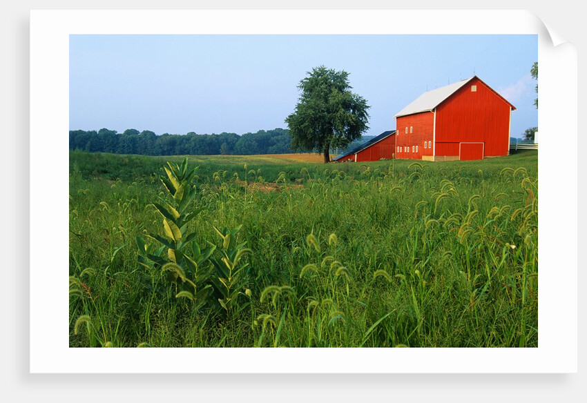 Red Barn in Green Field by Anonymous