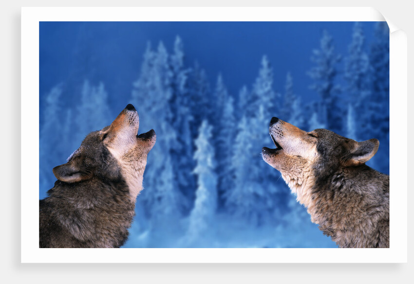 Pair of Howling Gray Wolves by Anonymous