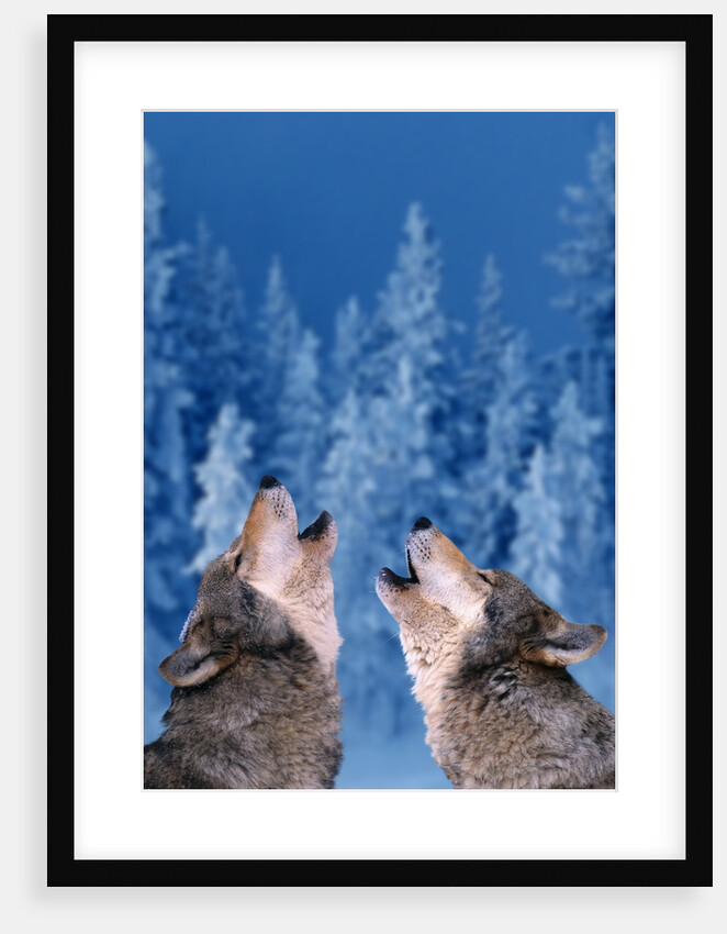 Pair of Howling Gray Wolves by Anonymous