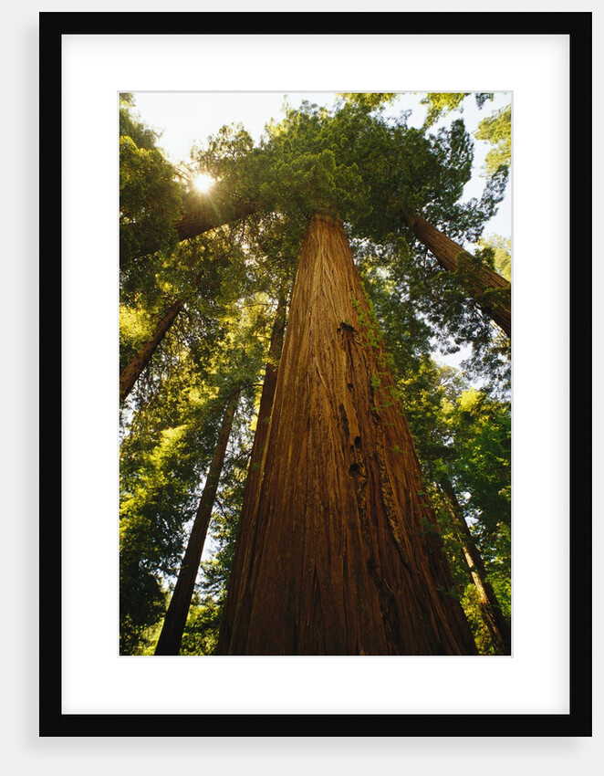 Redwood Tree by Anonymous