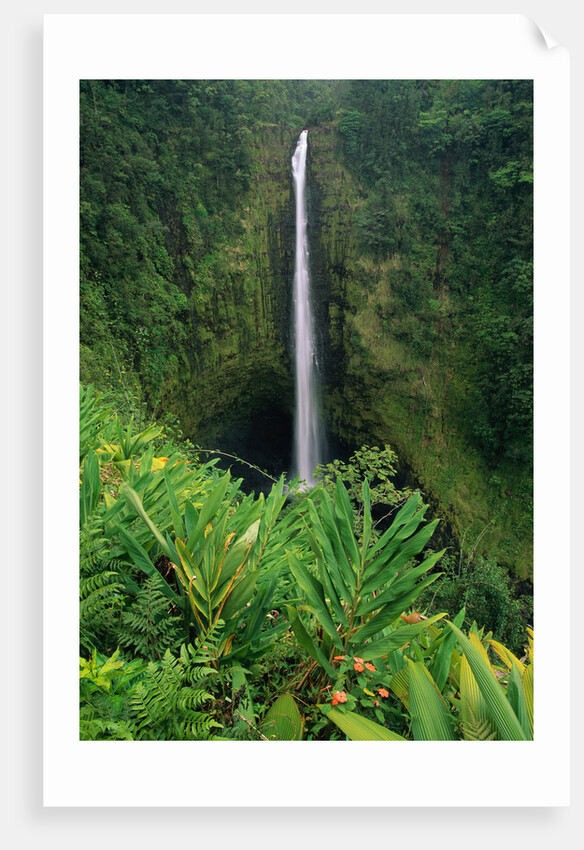 Akaka Falls by Anonymous