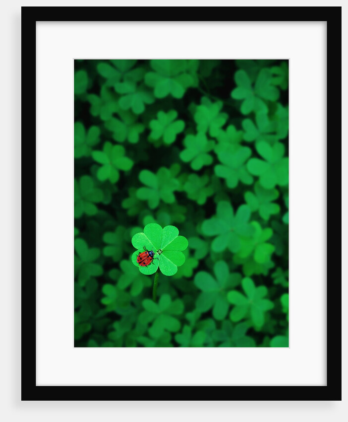 Ladybug on Four Leaf Clover by Anonymous