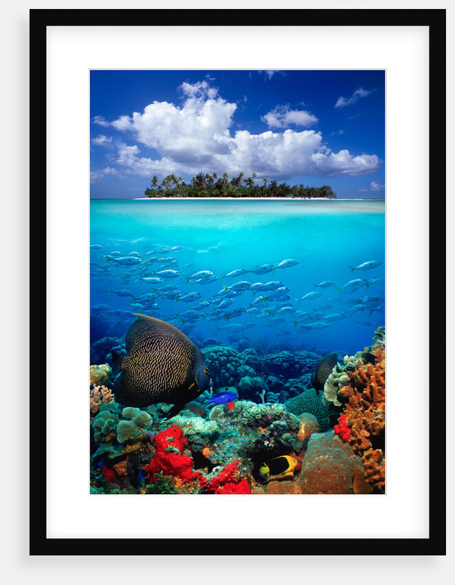 Underwater Scene in the Tropics by Corbis