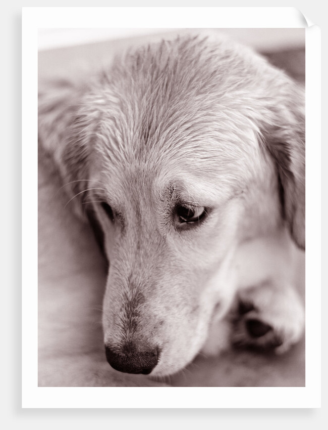 Golden Retriever by Anonymous