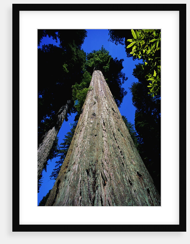 Tree Trunk of Coastal Redwood by Anonymous