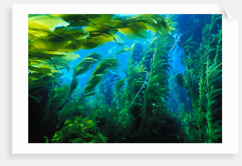 Giant Kelp by Anonymous
