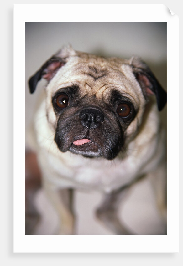 Pug Dog by Anonymous