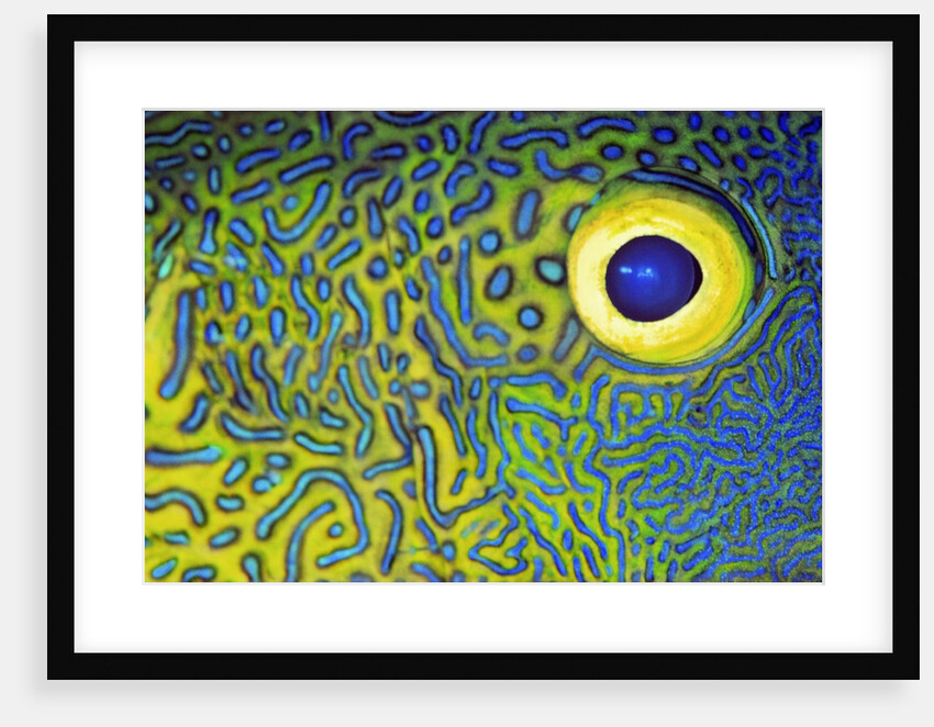 Blue and Yellow Triggerfish Eye by Anonymous