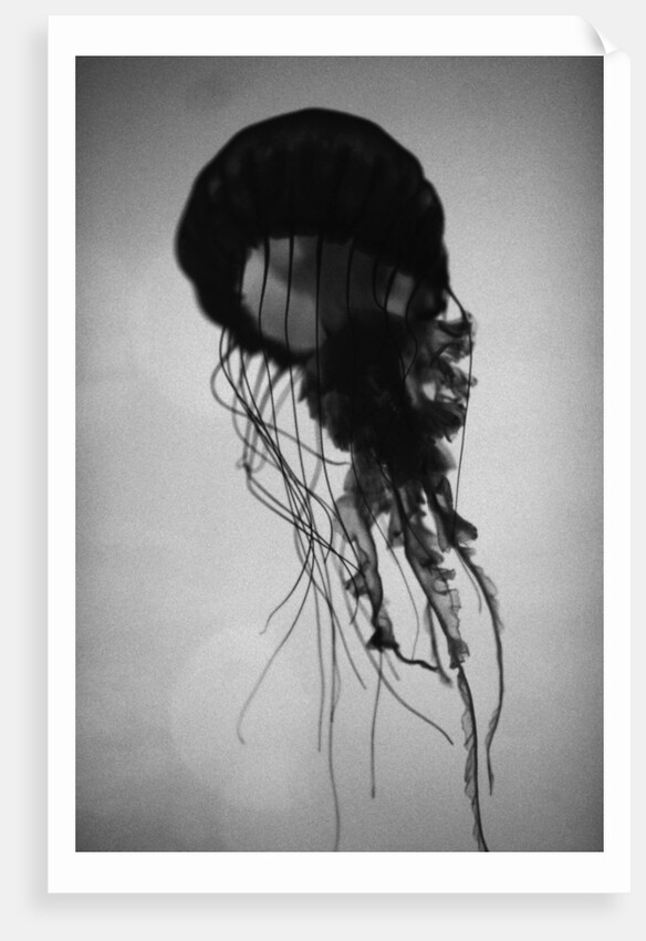 Jellyfish by Anonymous