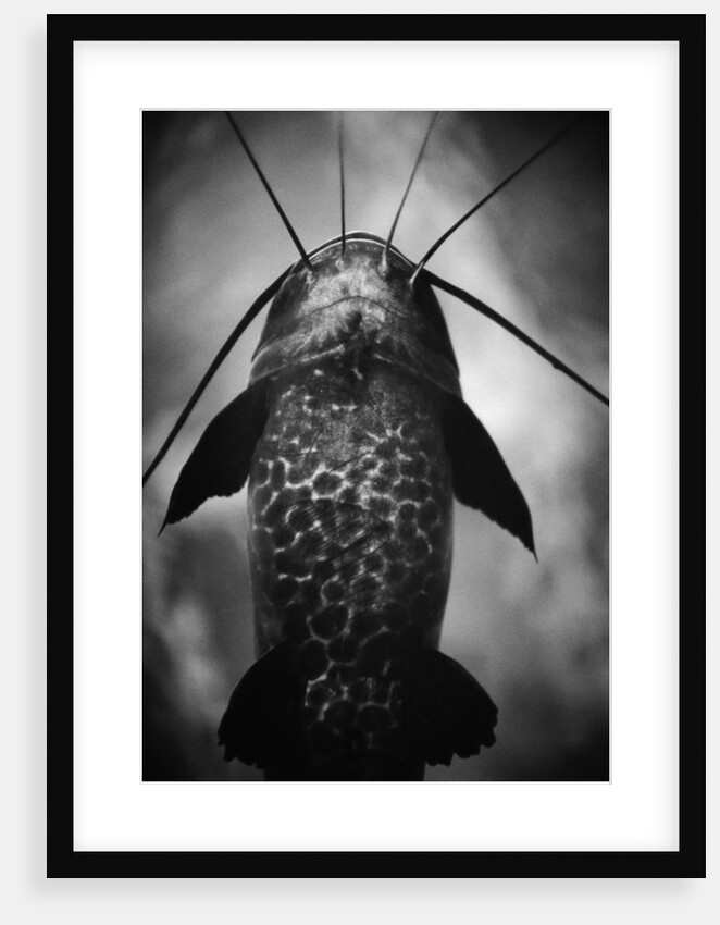 Underneath a Catfish by Anonymous