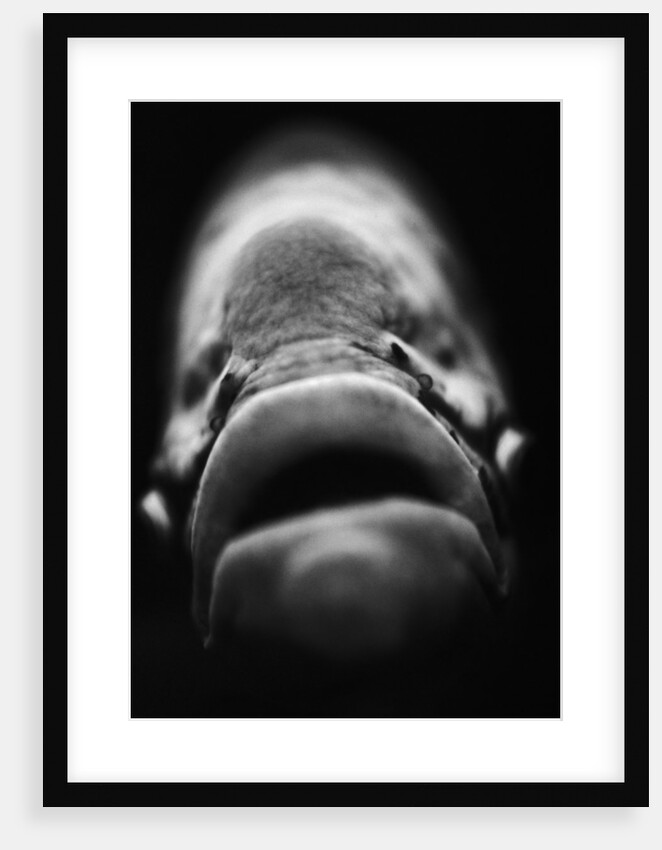Mouth of Fish by Anonymous