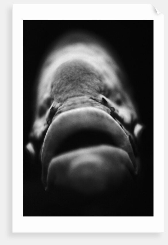 Mouth of Fish by Anonymous