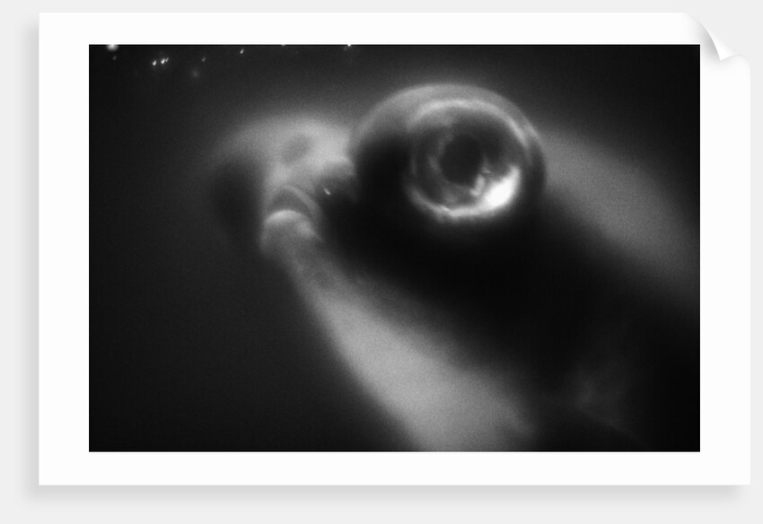 Bulging Eyes of Goldfish by Anonymous