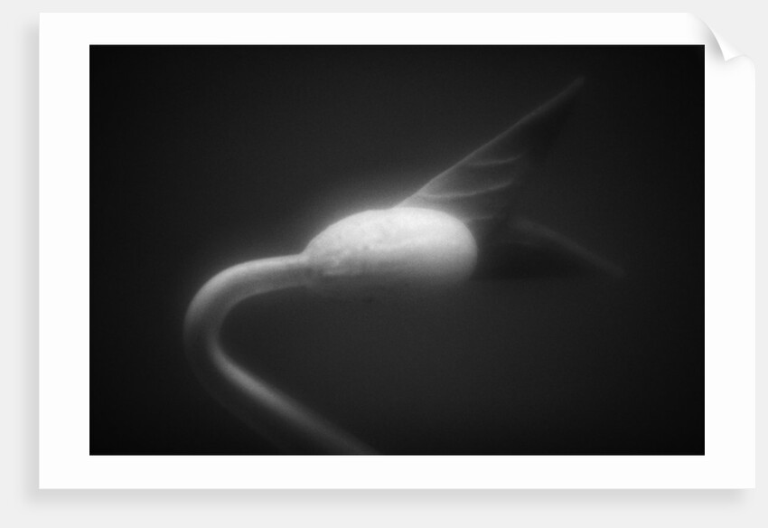 Plant Sprout by Anonymous
