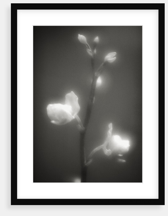 Buds and Flowers by Anonymous