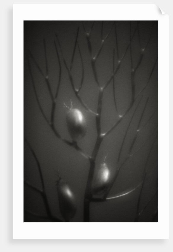 Branching Kelp by Anonymous