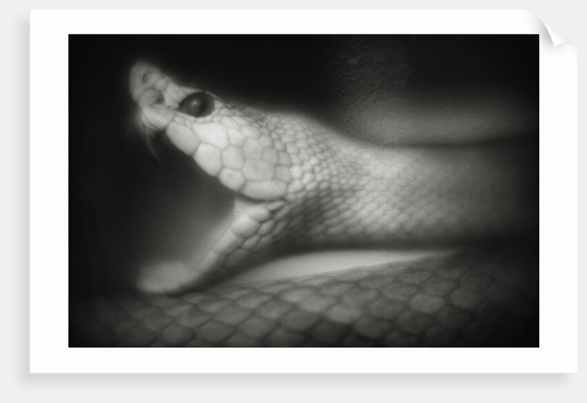 Snake Opening Mouth by Anonymous