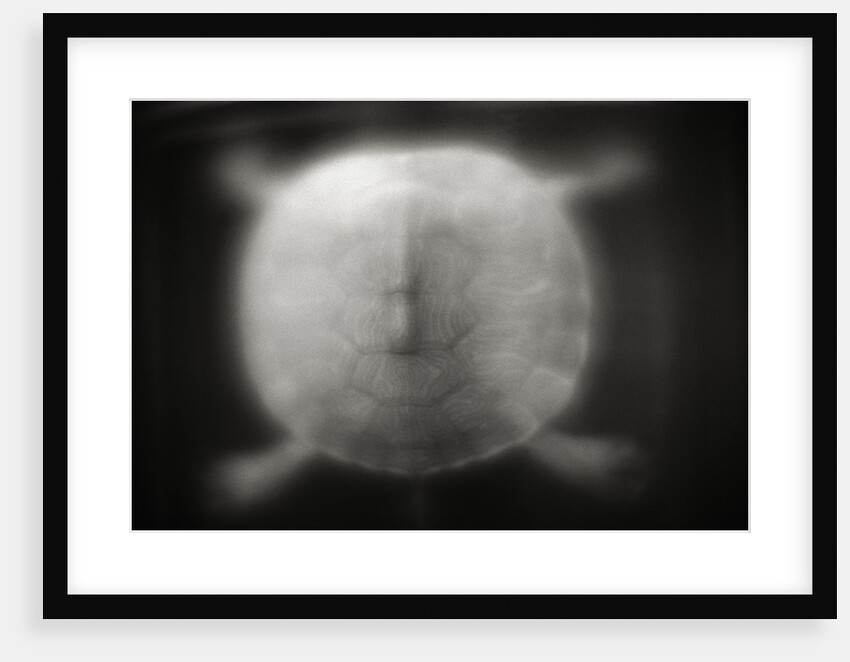 Shell of a Turtle by Anonymous