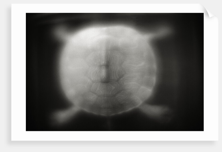 Shell of a Turtle by Anonymous