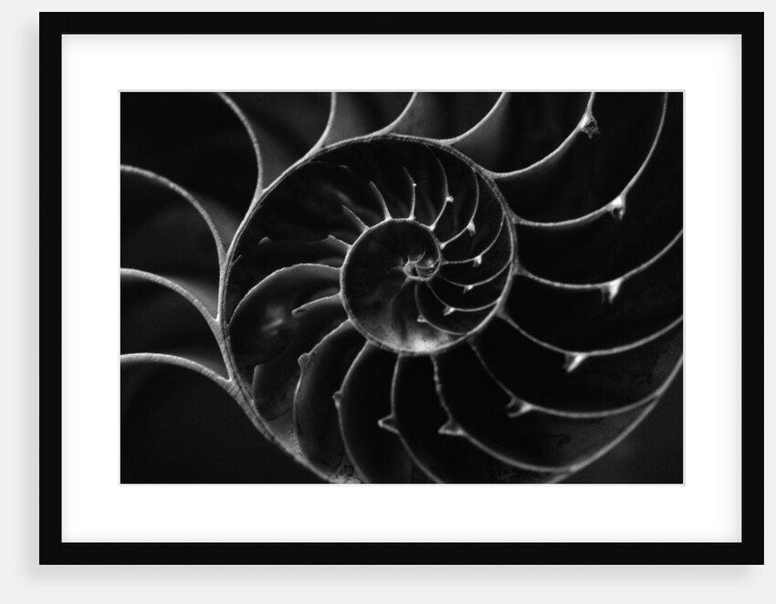 Cross Section of Sea Shell by Anonymous
