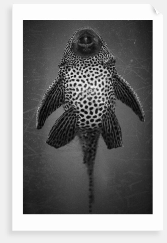 Bottom View of Catfish by Anonymous