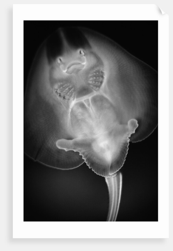 Bottom View of a Stingray by Anonymous