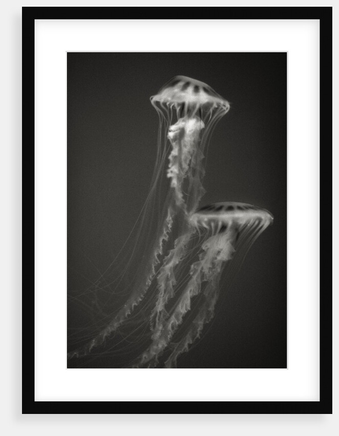 Two Jellyfish by Anonymous