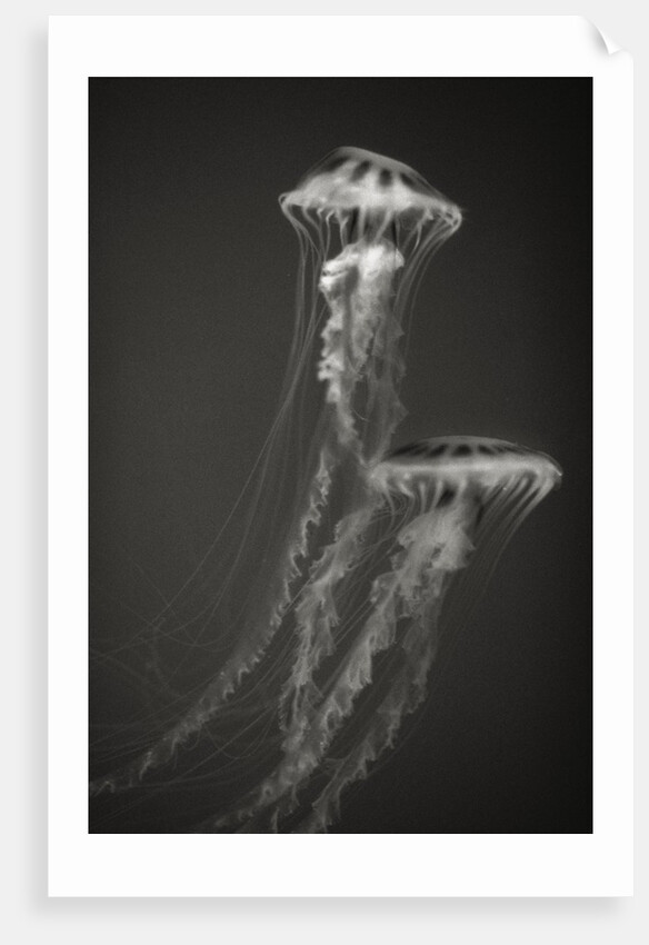 Two Jellyfish by Anonymous