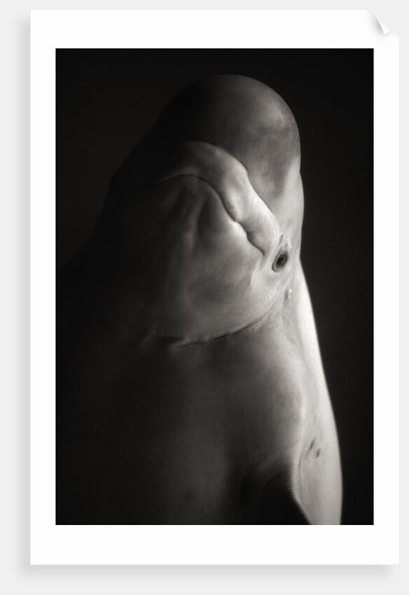 Beluga Whale by Anonymous
