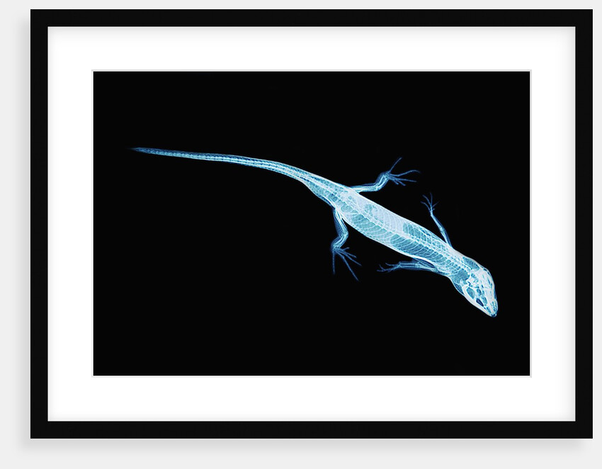 X-Ray of Lizard by Anonymous