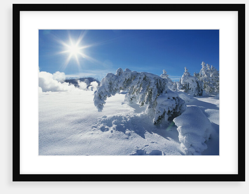 Snow on Trees at Lower Geyser Basin by Anonymous