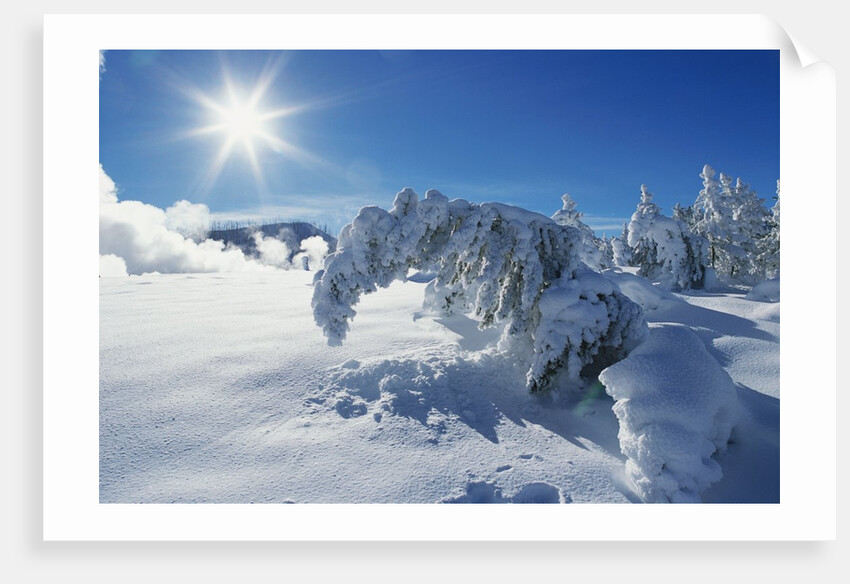 Snow on Trees at Lower Geyser Basin by Anonymous
