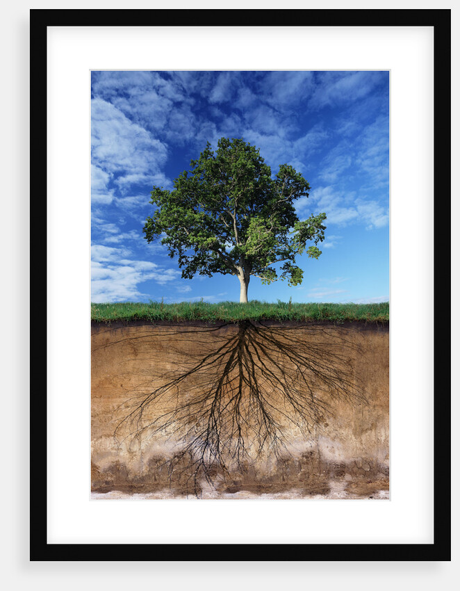 Tree and Root System by Anonymous
