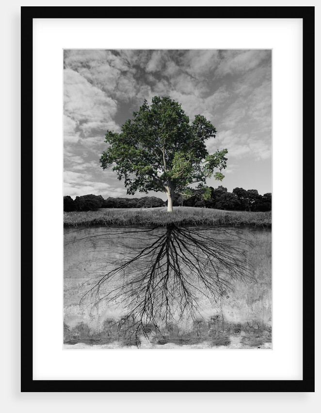 Tree, and Root System by Anonymous
