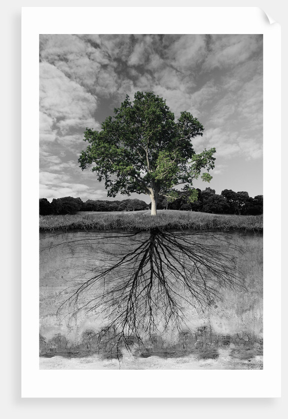 Tree, and Root System by Anonymous