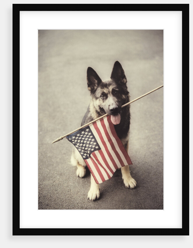 Dog Holding American Flag in Mouth by Anonymous