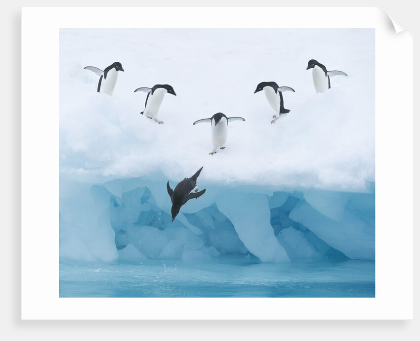 Penguins Jumping into Water by Anonymous