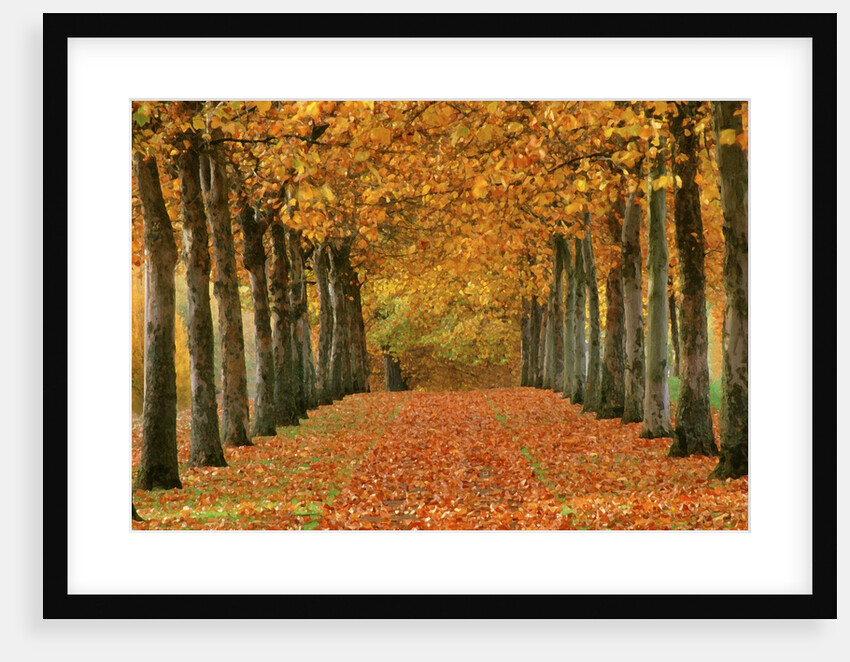 Sycamore Trees in Autumn by Anonymous